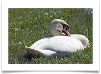 SWAN RESTING - Jan Hodson